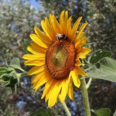Sunflower Split Exterior photo