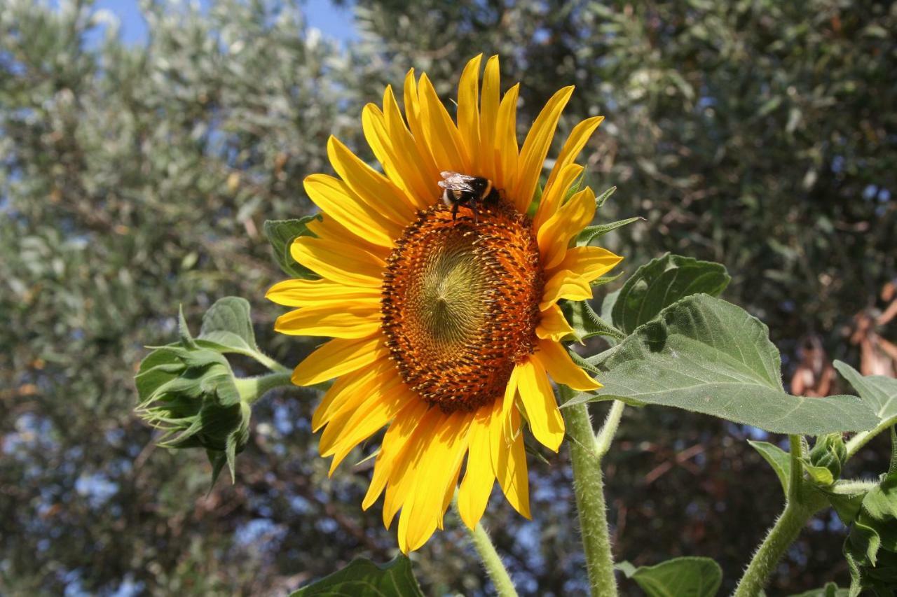 Sunflower Split Exterior photo